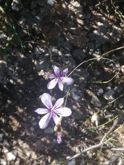 Moraea worcesterensis, photographed by sharndreheuvel