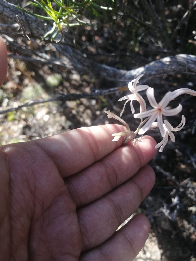 Haworthia herbacea, photographed by sharndreheuvel