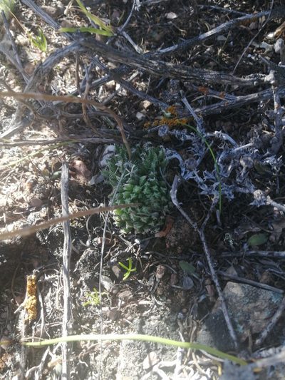 Haworthia herbacea, photographed by sharndreheuvel