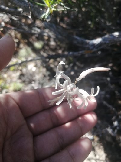 Haworthia herbacea, photographed by sharndreheuvel