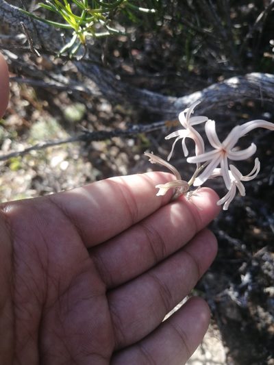 Haworthia herbacea, photographed by sharndreheuvel