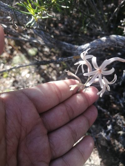 Haworthia herbacea, photographed by sharndreheuvel
