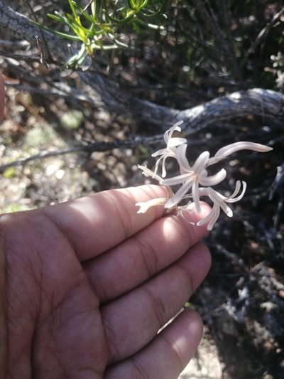 Haworthia herbacea, photographed by sharndreheuvel