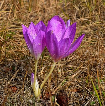 Colchicum bivonae, photographed by Kostas Zontanos