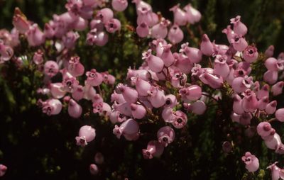 Erica supranubia, photographed by Tom Lloyd Evans