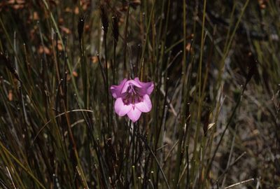 Gladiolus ornatus, photographed by Tom Lloyd Evans