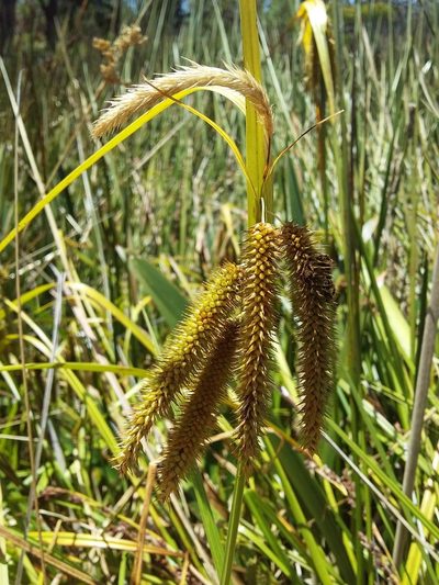 Carex fascicularis, photographed by insiderelic