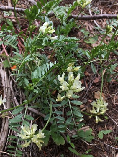 Astragalus webberi, photographed by Matt Berger