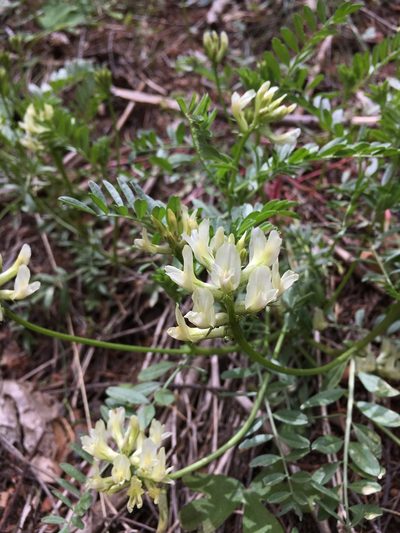 Astragalus webberi, photographed by Matt Berger