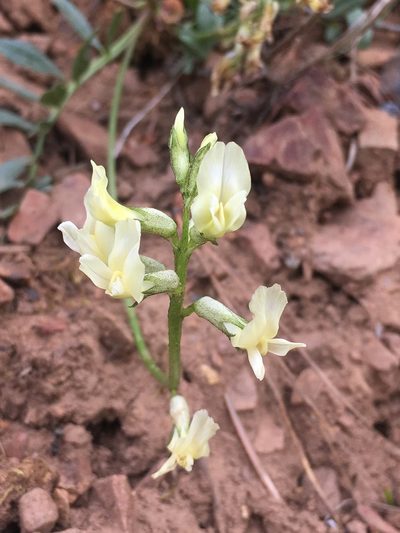 Astragalus webberi, photographed by Matt Berger