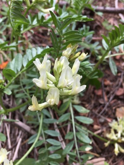 Astragalus webberi, photographed by Matt Berger