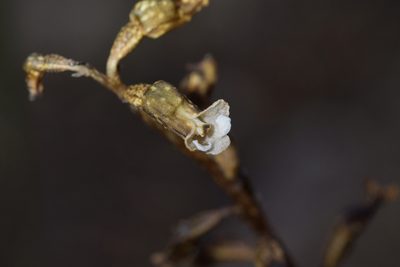 Gastrodia cunninghamii, photographed by Christopher Stephens