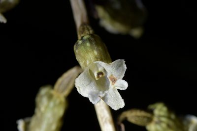 Gastrodia cunninghamii, photographed by Christopher Stephens