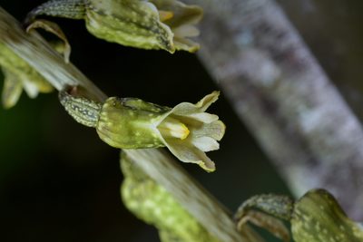 Gastrodia molloyi, photographed by Christopher Stephens