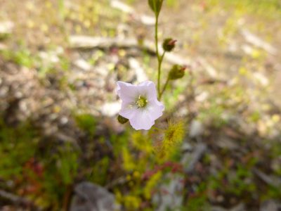 Drosera gunniana, photographed by Kiri Bee