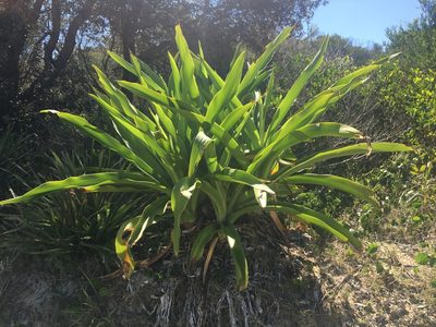 Crinum asiaticum, photographed by Thomas Mesaglio