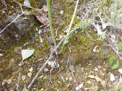 Caladenia moschata, photographed by Kiri Bee