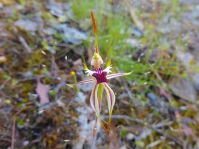 Caladenia parva, photographed by Kiri Bee