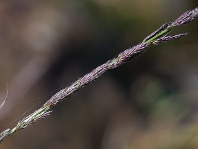 Sporobolus indicus, photographed by Jacy Chen