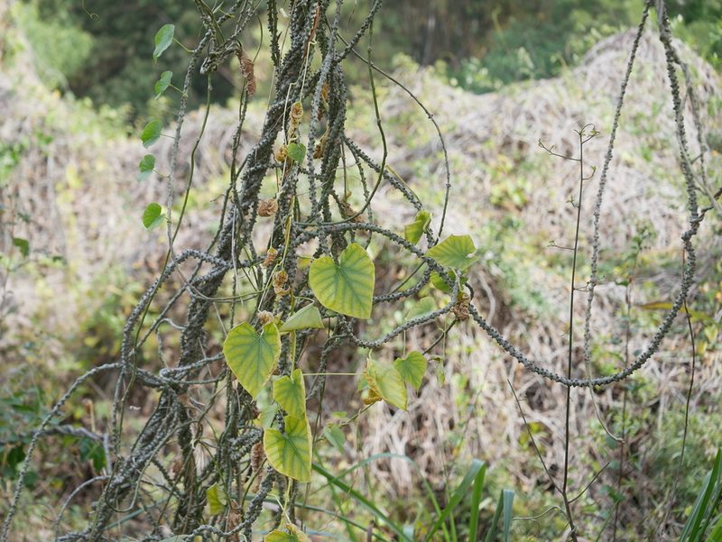 Tinospora crispa, photographed by Jacy Chen