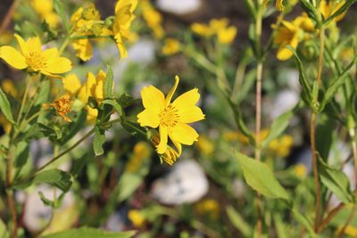 Guizotia abyssinica, photographed by Fabien Piednoir