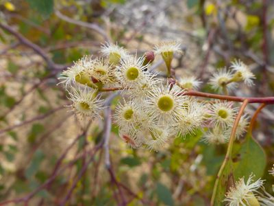 Eucalyptus polyanthemos, photographed by Kiri Bee