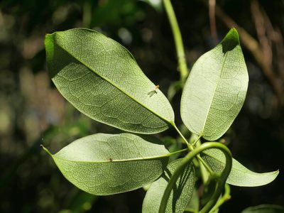 Stauntonia obovatifoliola, photographed by Jacy Chen