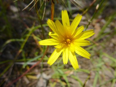 Microseris walteri, photographed by Kiri Bee
