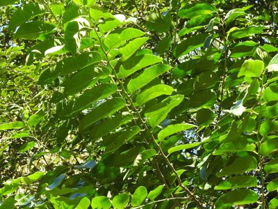 Casearia glomerata, photographed by Jacy Chen