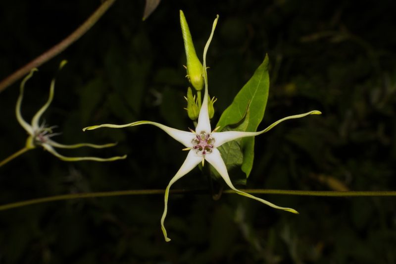 Oxypetalum mosenii, photographed by Fernando Sessegolo