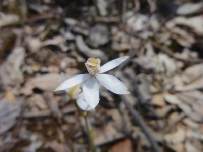 Caladenia moschata, photographed by Kiri Bee