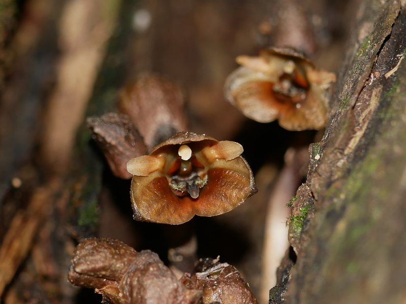 Gastrodia pubilabiata, photographed by Jacy Chen