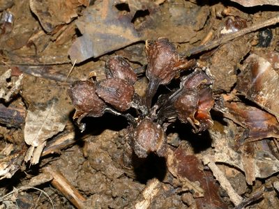 Gastrodia pubilabiata, photographed by Jacy Chen