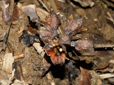 Gastrodia pubilabiata, photographed by Jacy Chen