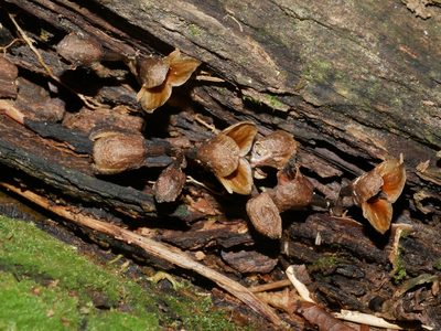 Gastrodia pubilabiata, photographed by Jacy Chen