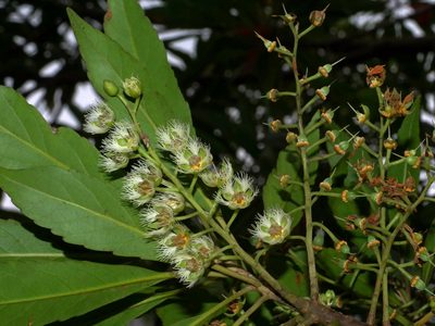 Elaeocarpus decipiens, photographed by Jacy Chen