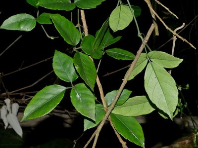 Tetrastigma hemsleyanum, photographed by Jacy Chen