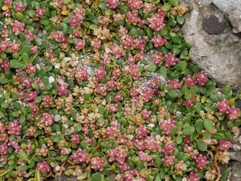 Gomphrena wrightii, photographed by Jacy Chen