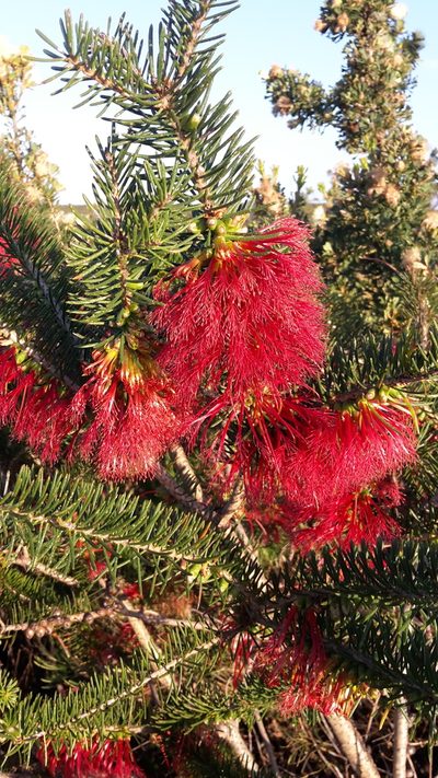 Melaleuca quadrifida, photographed by Samuel Brown