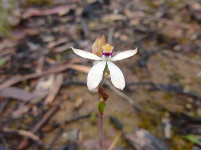 Caladenia cucullata, photographed by Kiri Bee