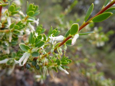 Brachyloma daphnoides, photographed by Kiri Bee