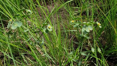 Euphorbia striata, photographed by Aaliyah Motala