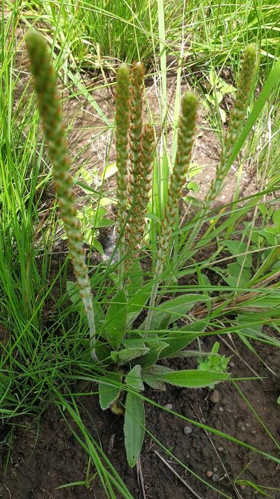 Plantago tomentosa, photographed by Aaliyah Motala