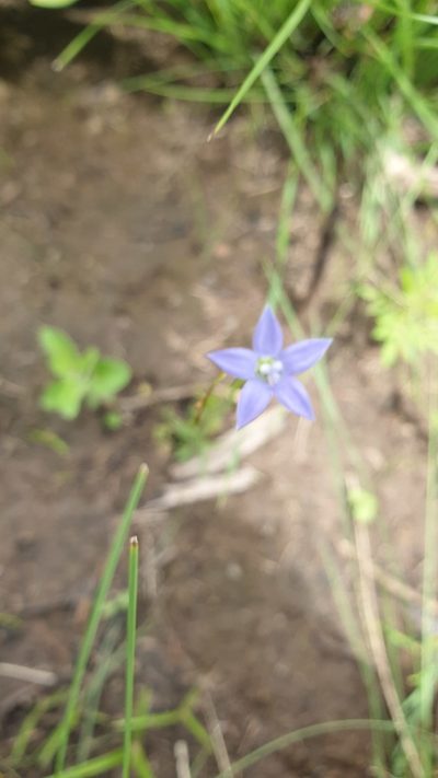 Wahlenbergia krebsii, photographed by Aaliyah Motala