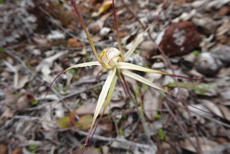Caladenia validinervia, photographed by Ruth Clark