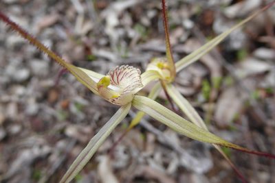 Caladenia validinervia, photographed by Ruth Clark