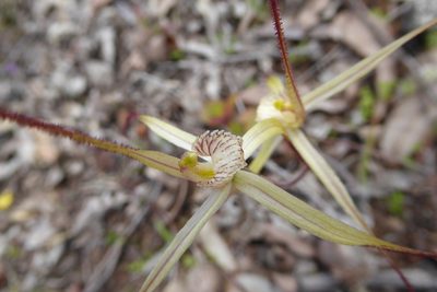 Caladenia validinervia, photographed by Ruth Clark