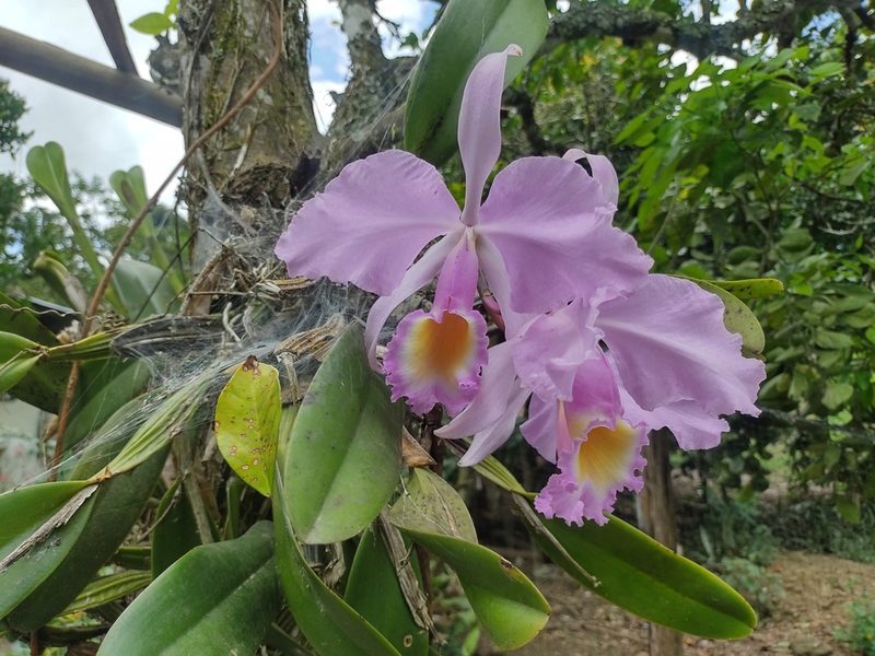 Cattleya trianae, photographed by Angelica María Batista Morales
