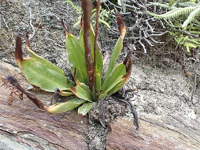 Disa sagittalis, photographed by Di Turner