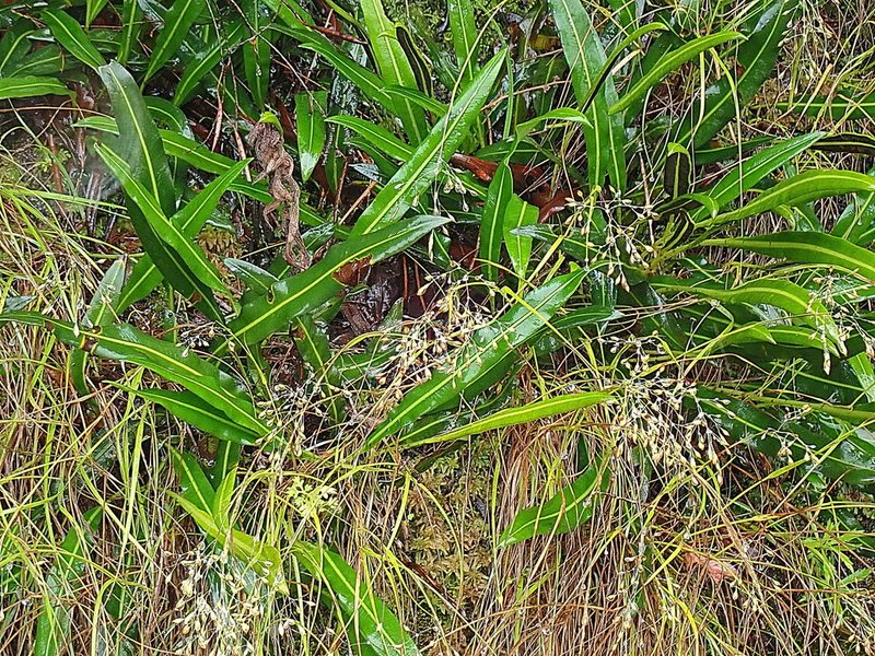 Elaphoglossum acrostichoides, photographed by Di Turner